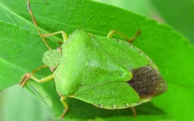 Cimici verdi – Come eliminare le cimici verdi in casa