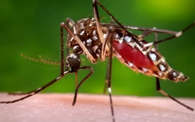 Zanzara Dengue – La disinfestazione